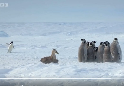 【感動】皇帝ペンギンヒナ集団が敵に狙われピンチ！アデリーペンギンが駆け付けて守る
