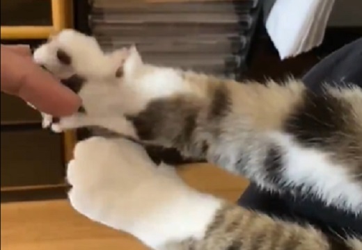 (ΦωΦ) 全力で手を開きしっかり握手してくれる猫、可愛いすぎるｗ