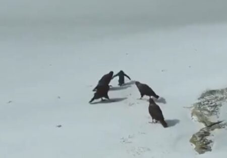 【感動】2羽のアヒル、大きなハヤブサ集団に囲まれ絶体絶命のペンギンを助けに駆け付ける