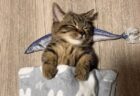 【ひゃー】サンマの枕で眠る子猫が可愛いすぎるｗｗｗｗ