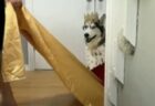 【動画】飼い主の王様ごっこに付き合うハスキー犬ｗｗｗｗ