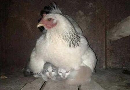 【愛】嵐が怖い2匹の子猫、ニワトリのお腹の下へ避難する