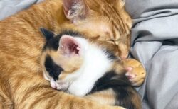 【たまらん】抱き合って眠る猫達、愛があふれている・・・