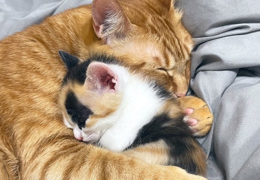 【たまらん】抱き合って眠る猫達、愛があふれている・・・