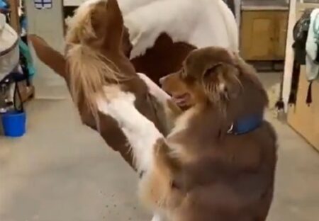 【動画】馬と仲良くしたい犬と、やさしく応じる馬！何度見てもかわいいｗ
