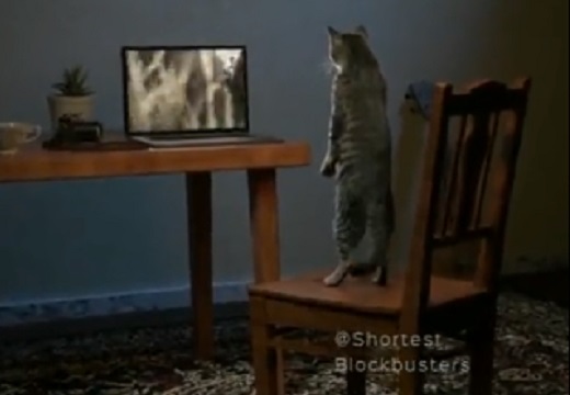 【閲覧注意！】２脚直立で画面に釘付けの猫さん！驚きの展開にｗｗｗｗ