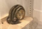 【動画】寝ころんだまま水分補給する怠惰な猫が話題にｗｗｗｗ