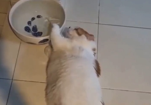 【動画】寝ころんだまま水分補給する怠惰な猫が話題にｗｗｗｗ
