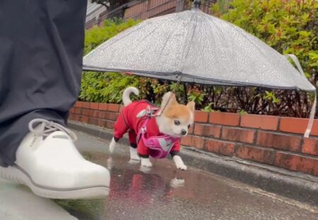 【カッパ着て傘さして】雨の中ご機嫌で散歩するチワワがめちゃくちゃ可愛いｗｗｗｗ