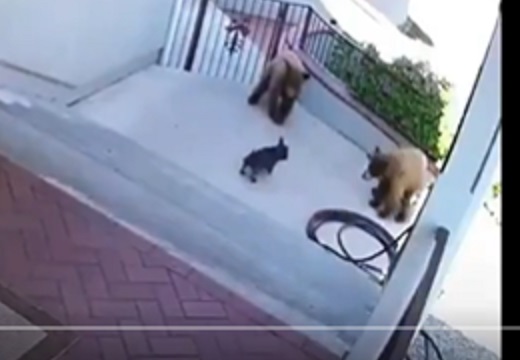 【つよ】監視カメラ見たらうちのフレンチブルが熊2頭追い払ってたｗｗｗｗ