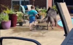 【感動】プールサイドで遊ぶ男児に付き添う犬、行動がやさしすぎる