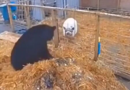 【つよ】豚2頭、侵入してきたクマを撃退してしまうｗｗｗｗ