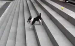 【天才】階段とボールを使った新しい1人遊びを発見した犬が可愛いｗｗｗｗ