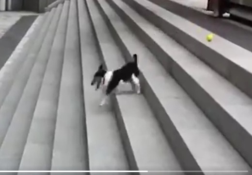 【天才】階段とボールを使った新しい1人遊びを発見した犬が可愛いｗｗｗｗ