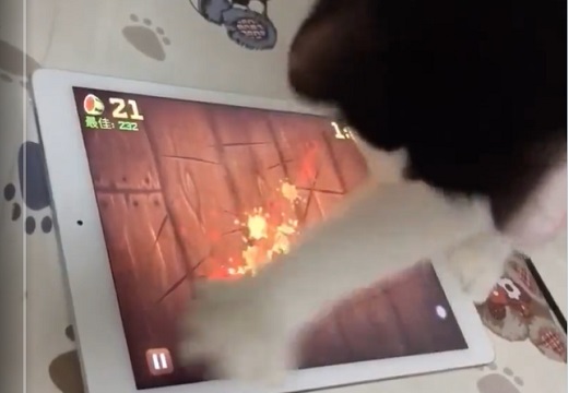 【ｼｭﾀﾀﾀﾀﾀ】猫にタブレットのゲームをやってもらったら・・凄すぎたｗ