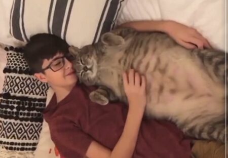 【たまらん】ふっかふかの大きすぎる猫！まるで抱き枕ｗｗｗｗ