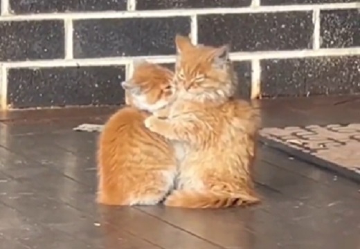 【動画】ぴったり寄り添う猫の兄弟、尊すぎる・・・