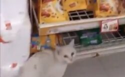 【動画】お店の前で待っていてお気に入りのペットフードをおねだりする猫が話題に