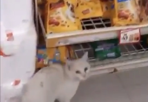【動画】お店の前で待っていてお気に入りのペットフードをおねだりする猫が話題に