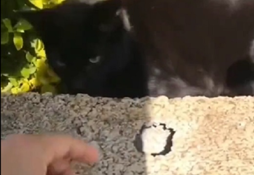 (ΦωΦ) 飼い主が困ってる事を理解し、猫の手を貸してあげる黒猫。賢すぎる！