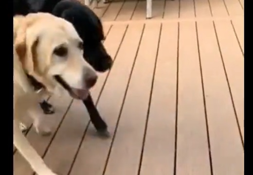 【ｗ】拾った小枝を嬉しそうに見せに来る2匹のイヌ、ワクワク顔がたまらなく可愛いｗ