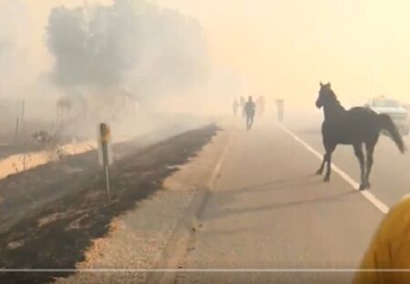 【1230万再生】火事で逃げ遅れた家族を助けようと、炎と煙の中へ向かって行くサラブレッド・・