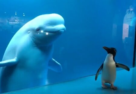 【やぁ！】水族館で出会ったシロイルカ(北半球)とペンギン(南半球)、見つめ合う姿が可愛い