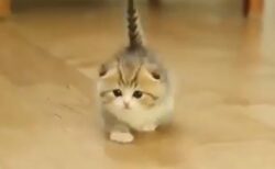 【動画】尻尾をピーンと立ててる子猫、可愛いすぎるｗｗｗｗ