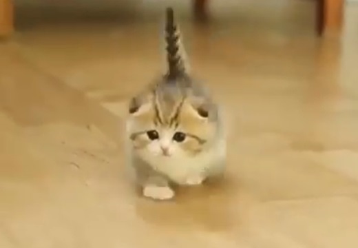 【動画】尻尾をピーンと立ててる子猫、可愛いすぎるｗｗｗｗ