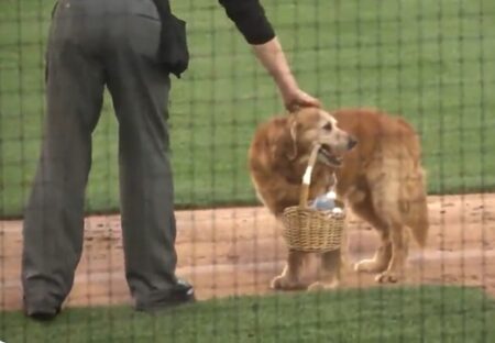 【犬】球場で審判員に水を運ぶレトリバー、可愛いすぎるｗ