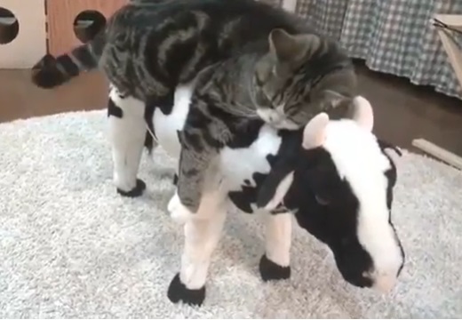 【しっぽ！】牛の背中で眠るネコ、気持ちよさそうｗｗｗｗ