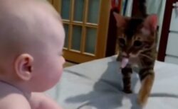 【愛情表現】ネコさん、赤ちゃんにキャンディーを渡しごっつんスリスリｗ