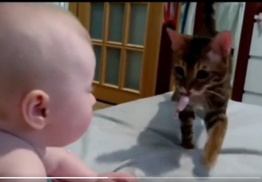 【愛情表現】ネコさん、赤ちゃんにキャンディーを渡しごっつんスリスリｗ