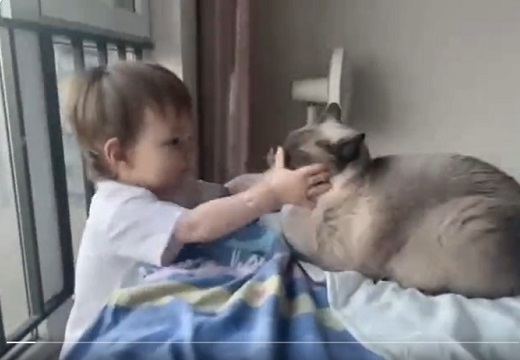 【ｗ】子供に顔を叩かれたネコ、愛がある仕返しをする(ΦωΦ)