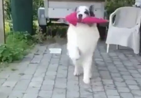 【ルンルン】ピンクの傘くわえてスキップしながら向かってくる犬が最強の可愛いさｗ
