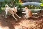 【天才】いっしょに縄跳びを楽しむ子犬の動画が大反響ｗ「まさかそっち？！」