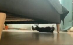 【ｼｭﾀﾀﾀﾀﾀﾀ】ソファーの下で斬新な遊びをする猫！びっくりしたｗｗｗｗｗｗｗｗｗ