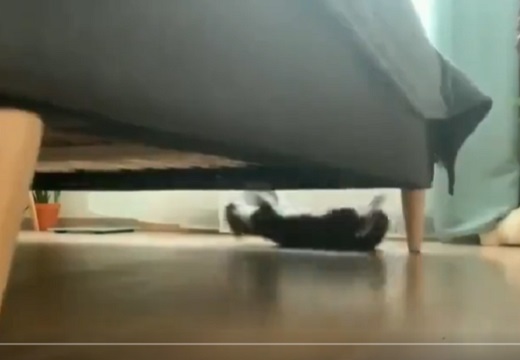 【ｼｭﾀﾀﾀﾀﾀﾀ】ソファーの下で斬新な遊びをする猫！びっくりしたｗｗｗｗｗｗｗｗｗ