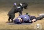 【動画】救命措置の訓練をする犬、凄すぎる！
