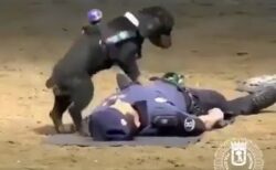 【動画】救命措置の訓練をする犬、凄すぎる！