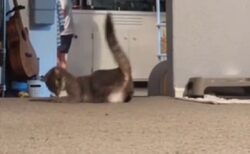 【動画】紙くずで遊ぶ猫、動きが超絶カワイイｗｗｗｗ
