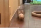 【動画】赤ちゃんゾウの爆睡に困った母さんゾウ、飼育員を呼びに行くｗ