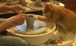 【ちょいちょい】ろくろの前で湯呑作りを手伝う猫、熟練の手つきｗｗｗｗ