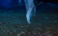 【恐怖】海棲生物たちを襲う「死の指」触れるものを次々一瞬で凍らせてしまう・・