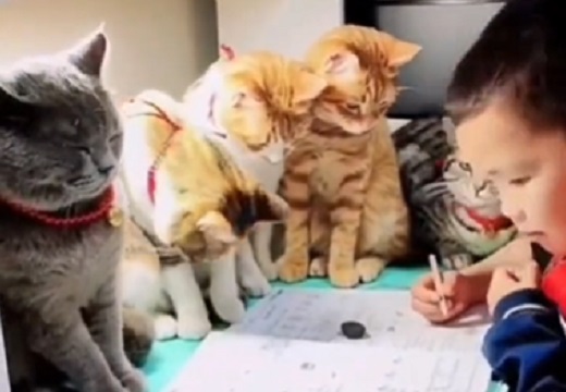 【圧！】子供の宿題を見守る猫達ｗｗｗｗｗｗｗｗｗｗ