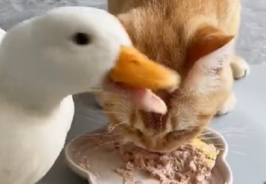 【えw】猫とあひるの食事風景、差が激しすぎwwww