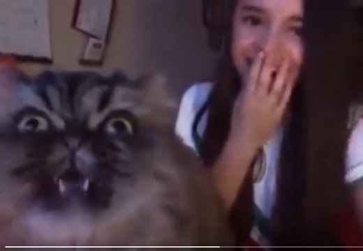 【爆笑】カメラの前で歌う飼い主の前に割って入った猫、おもむろに歌いだすｗｗｗｗ