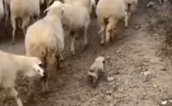 【ﾄｺﾄｺﾄｺﾄｺ】羊の群れに一生懸命ついていく牧羊犬の子犬と、子犬を可愛がる羊達ｗ