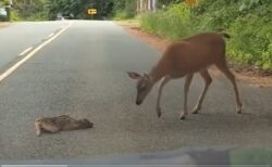 【愛】道路で座り込んでしまったバンビと、そっと寄り添う母が素敵すぎる
