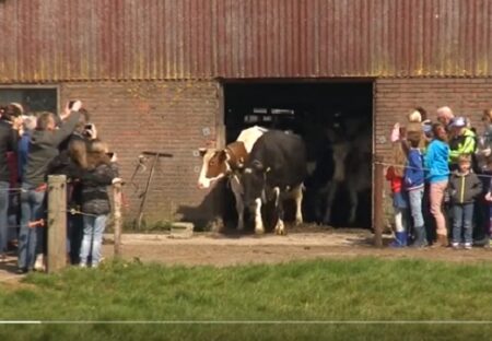 【動画】極寒の地にある牛舎「半年ぶりに外に出る牛達」はしゃぎまくるｗｗｗｗ